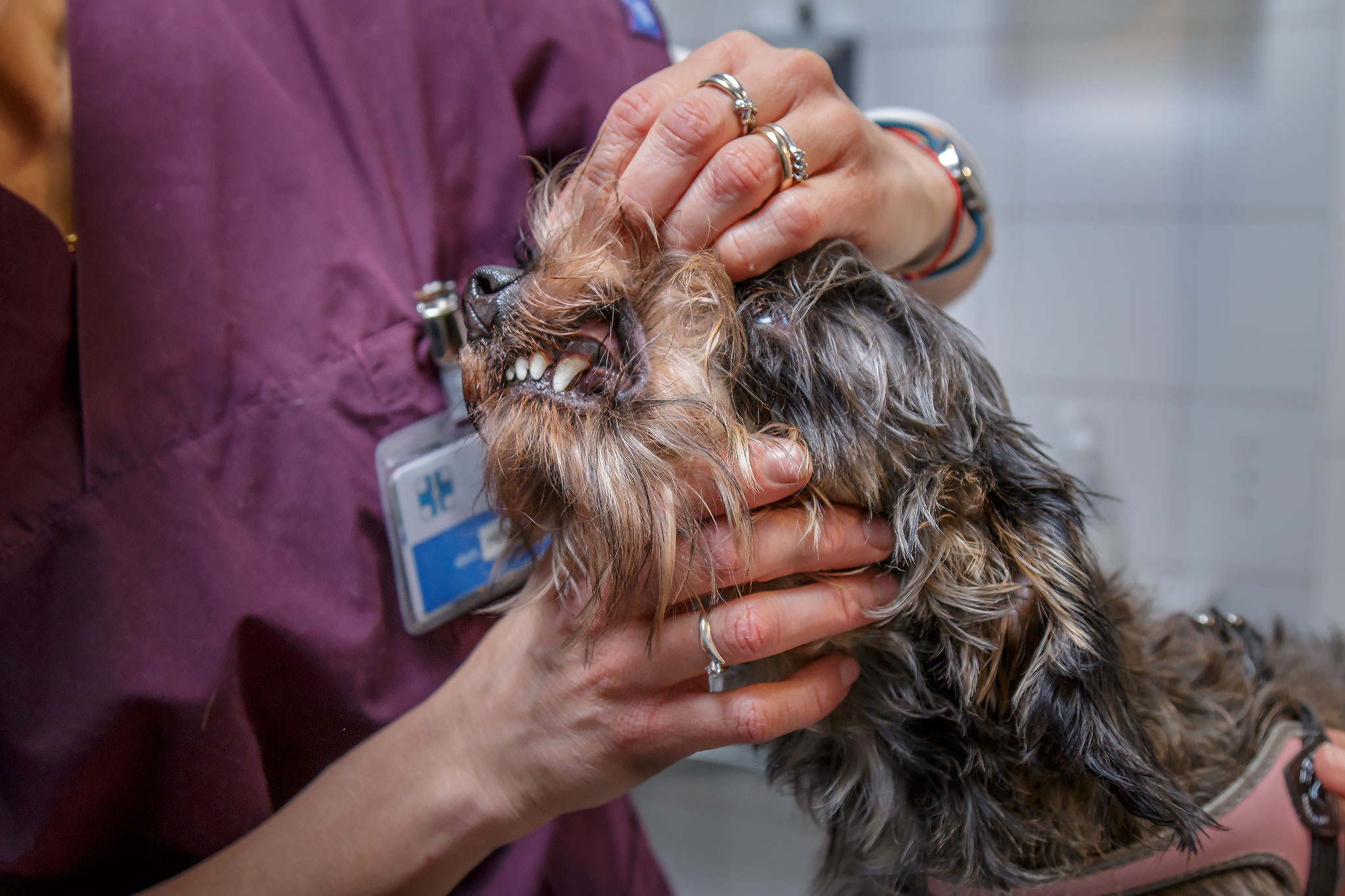 Ambulatorio veterinario Busto Arsizio