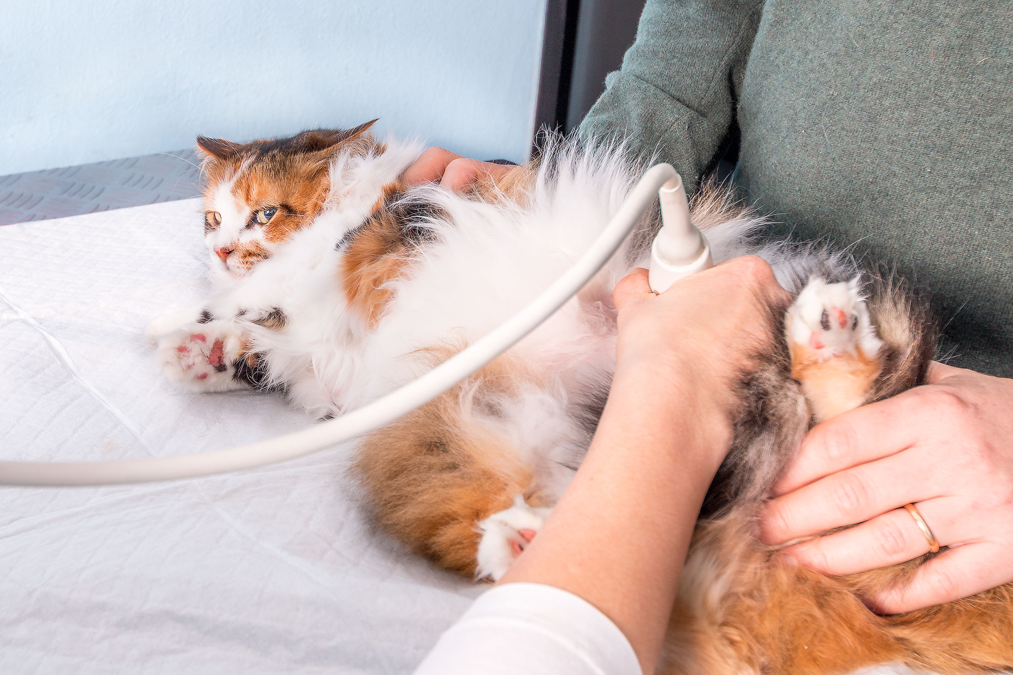 diagnosi veterinaria busto arsizio, gallarate e provincia di varese
