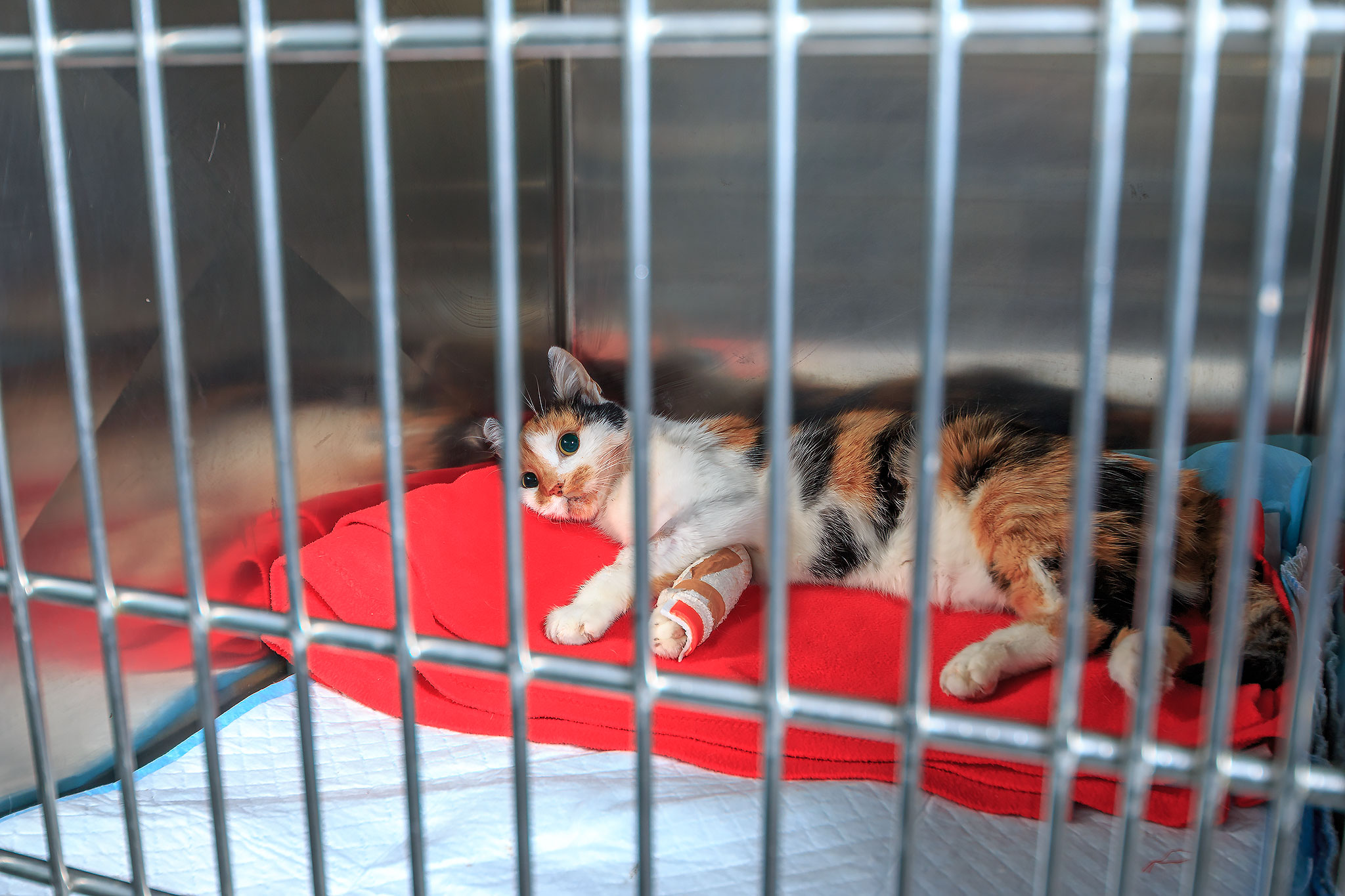 ricoveri veterinari busto arsizio, gallarate e provincia di varese
