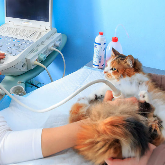 clinica veterinaria provincia di varese