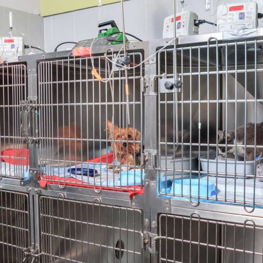 clinica veterinaria san michele busto arsizio