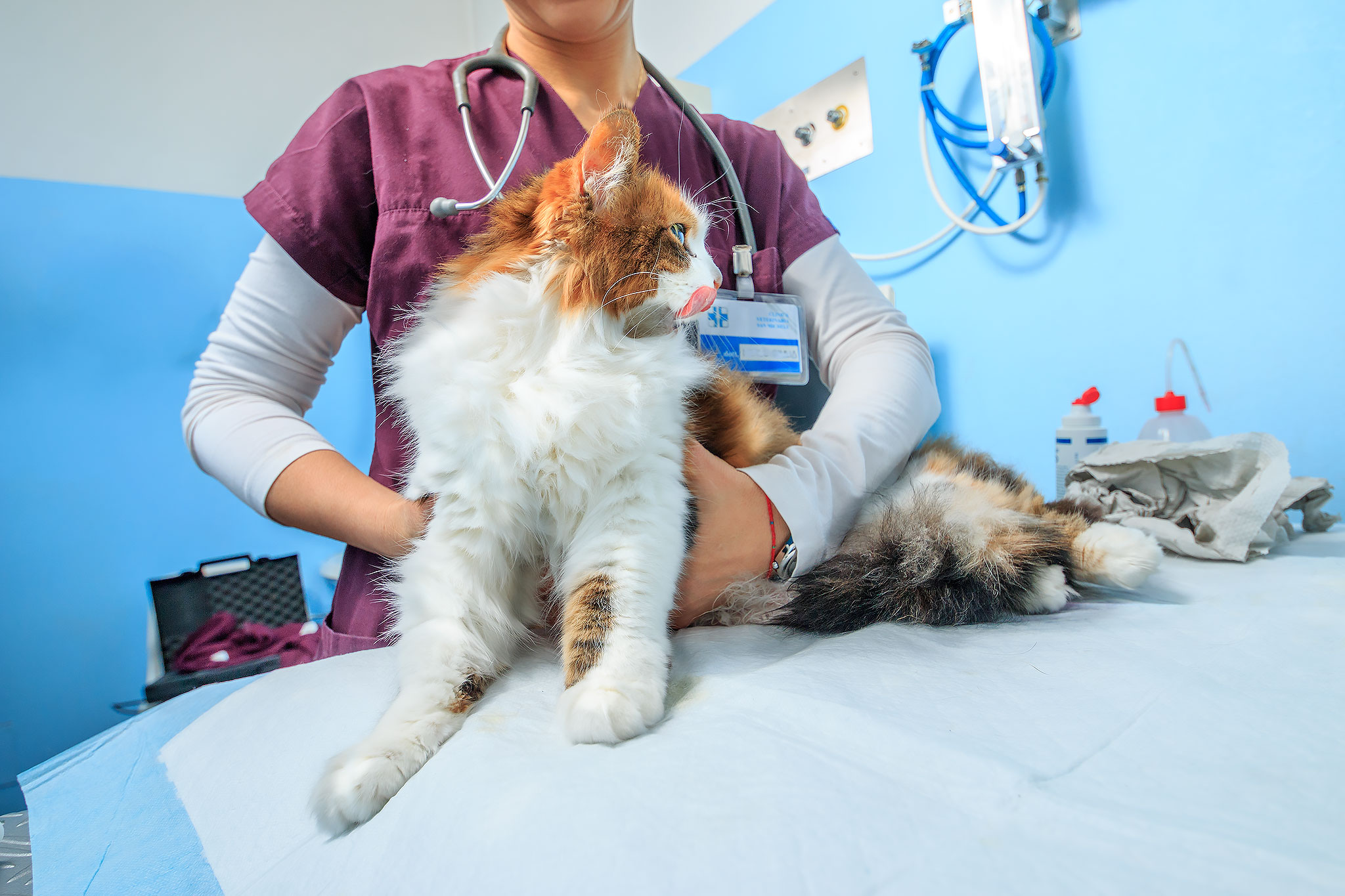 ambulatorio veterinario busto arsizio - gallarate