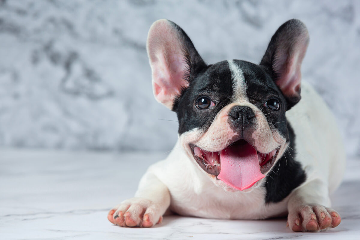 french-bulldog-dog-breeds-white-polka-dot-black-marble-1200x800.jpg